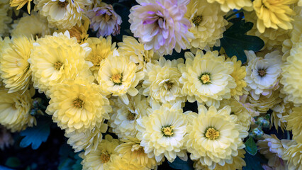 A vivid close-up of fresh yellow chrysanthemums in full bloom, showcasing nature's beauty and the dense cluster of petals in bright sunlight.