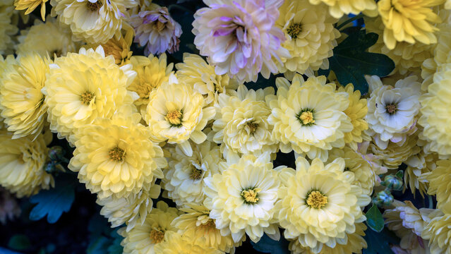 A vivid close-up of fresh yellow chrysanthemums in full bloom, showcasing nature's beauty and the dense cluster of petals in bright sunlight.