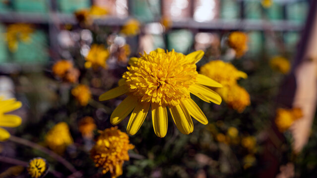 A vibrant, detailed close-up of a dense, bright yellow flower from an African bush daisy plant (Euryops pectinatus) thriving in full sunlight against green foliage. - Powered by Adobe