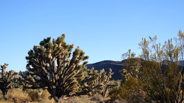 Closeup of Joshua Trees and Mesquite in the Mojave Desert of Nevada
