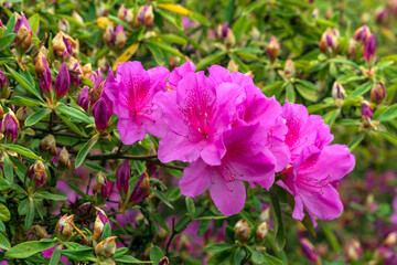 Flowering bush of Rhododendron (azalea) Japanese Geisha Purple (Rhododendron obtosum 