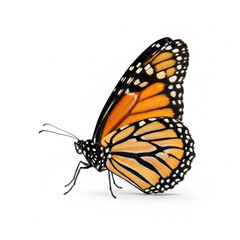 Butterfly with a white background. 