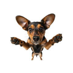 Obraz premium Cute miniature pinscher dog with paws up isolated on transparent background