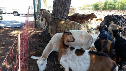 Goats Grazing in a Sunny Pasture Near Fencing