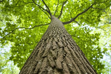 Tree trunk with textured bark extending upwards, connecting to a vibrant green canopy against a bright sky, with copy space