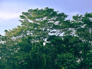 A view from front of trees in a forest or park with a clear morning sky and bright sunlight in the background.