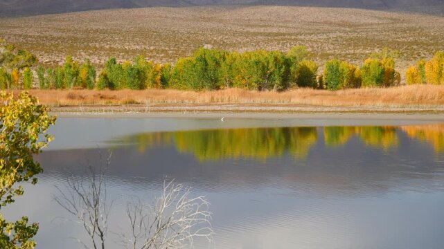 Birds and beautiful reflections at Upper Pahranagat Lake in Pahranagat National Wildlife Refuge in Lincoln County, north of Las Vegas, Nevada