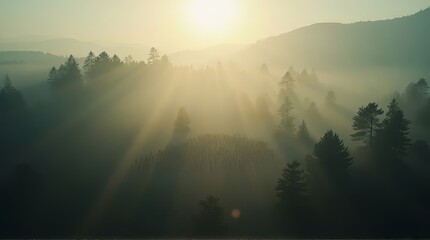 Foggy Forest at Sunrise