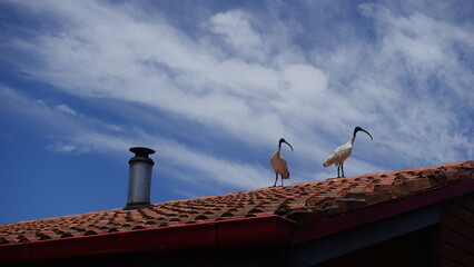 Two Australian White Ibis (Threskiornis molucca) bird or Bin Chickens stay on house roof on sunny day with blue sky background, a wading bird, It is widespread across much of Australia.