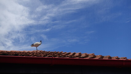 One Australian White Ibis (Threskiornis molucca) bird or Bin Chickens stay on house roof on sunny day with blue sky background, a wading bird, It is widespread across much of Australia.