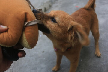 A blonde dog is playing in the yard looking happy. playing and biting a doll. blur zoom.