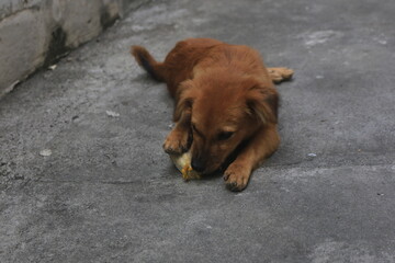 A blonde dog is playing in the yard looking happy. playing and biting a doll. blur zoom.