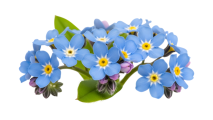 Stunning cluster of vibrant blue forget me not blossoms with yellow centers pops against deep black background