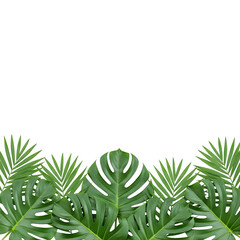 Natural green leaf frame, perfect for fresh botanical designs, invitations, eco themes, and modern minimalist compositions. Isolated on white or transparent background. PNG format.