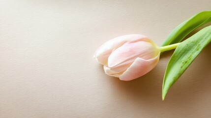 topdown. A single tulip placed on a beige surface, captured from a top-down view with diffused lighting. gardening catalogs, home-decor guides, designed for home decor and floral branding.