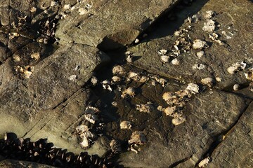 Coastal Rock Texture with Mussels, Barnacles, and Oyster Shells