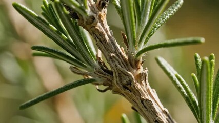 Close-up of a textured rosemary stem with vibrant green needles bathed in soft natural sunlight showcasing intricate botanical details and lush