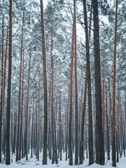 Snow-covered winter pine forest with tall dark tree trunks creating a moody, atmospheric woodland scene in cold, overcast weather &mdash; serene, minimalistic and natural landscape photography