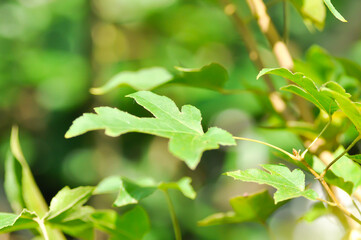 maple leaf, maple leaves or green leaf or Acer saccharum Marsh