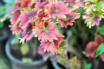 Coleus, Labiatae, Lamiaceae or Painted Nettle or Plectranthus scutellarioides or Solenostemon scutellarioides or red and green leaf
