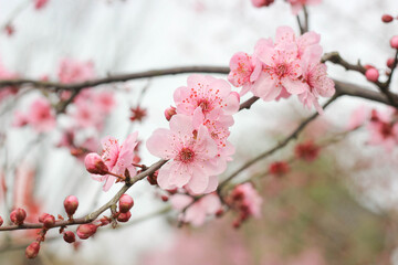 Obraz premium Romantic Pink Blossoms Soft Artistic Floral Portrait