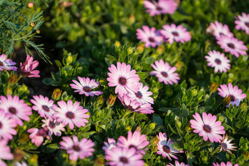Obraz premium Blue Felicia Daisy Bloom Macro Botanical Detail