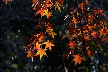Autumn Maple Leaves Glowing in Dark Forest Sunlight
