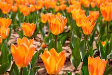 Vast Field Of Orange Tulips In Bloom