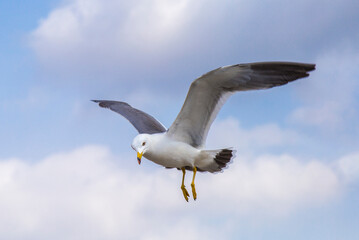 Fototapeta premium Seagulls Over Dalian Xinghai Square Scenic Coastal View