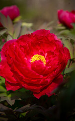 Deep Red Peony Bloom Botanical Floral Portrait