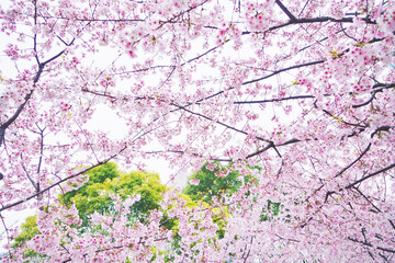 Obraz premium Romantic Cherry Blossom Scene In Spring