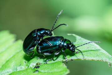 A pair of alder leaf beetles mating. Agelastica alni