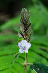 Fototapeta premium Soft pink bloom hangs from fuzzy green stem. Leafy background adds natural depth and texture. 