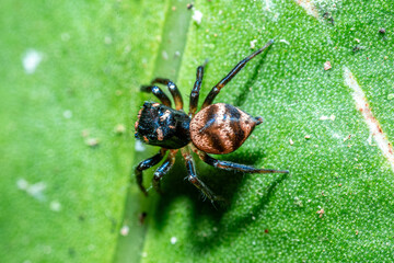 Green background. Peacock spider or Maratus mungaich. This spider is known as a jumping spider.