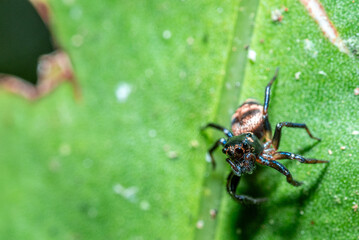 Green background. Peacock spider or Maratus mungaich. This spider is known as a jumping spider.