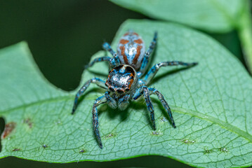 Green background. Peacock spider or Maratus mungaich. This spider is known as a jumping spider.