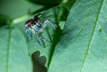 Green background. Peacock spider or Maratus mungaich. This spider is known as a jumping spider.