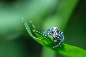 Green background. Peacock spider or Maratus mungaich. This spider is known as a jumping spider.