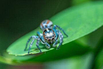 Green background. Peacock spider or Maratus mungaich. This spider is known as a jumping spider.