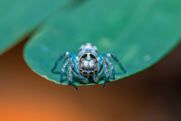 Green background. Peacock spider or Maratus mungaich. This spider is known as a jumping spider.