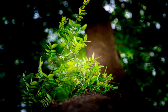 Honey Locust Leaves Close Up In Sunlight