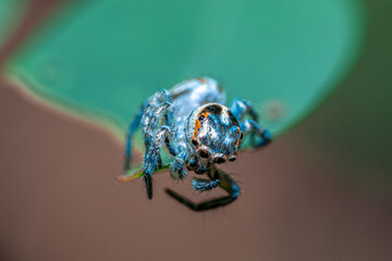 Green background. Peacock spider or Maratus mungaich. This spider is known as a jumping spider.