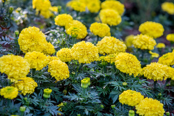 Yellow Daisies Blooming In Early April Sun