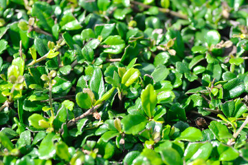 Carmona retusa Vahl Masam or BORAGINACEAE , Carmona retusa or leaves background