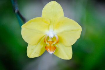 Moon Orchid, moth orchid or Phalaenopsis or Phalaenopsis amabilis or yellow orchid or yellow Phalaenopsis