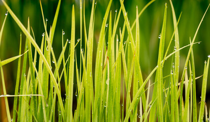 Reed Seedlings After Rain Macro Closeup