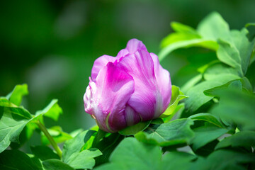 Luoyang Peony Buds About To Bloom
