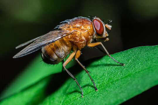 Phaonia pallida flies perched on green leaves