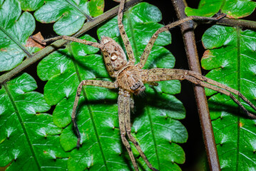 Huntsman spiders in the wild. These spiders are also known by other names such as cane spiders or giant crab spiders.