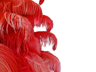 Red feathers on transparent background for graphic design.